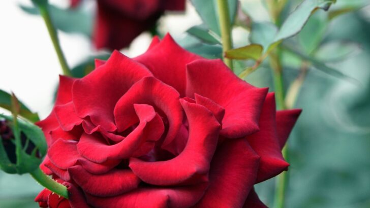 Want to Keep Your Valentine’s Roses Forever? Try This Viral Potato Hack