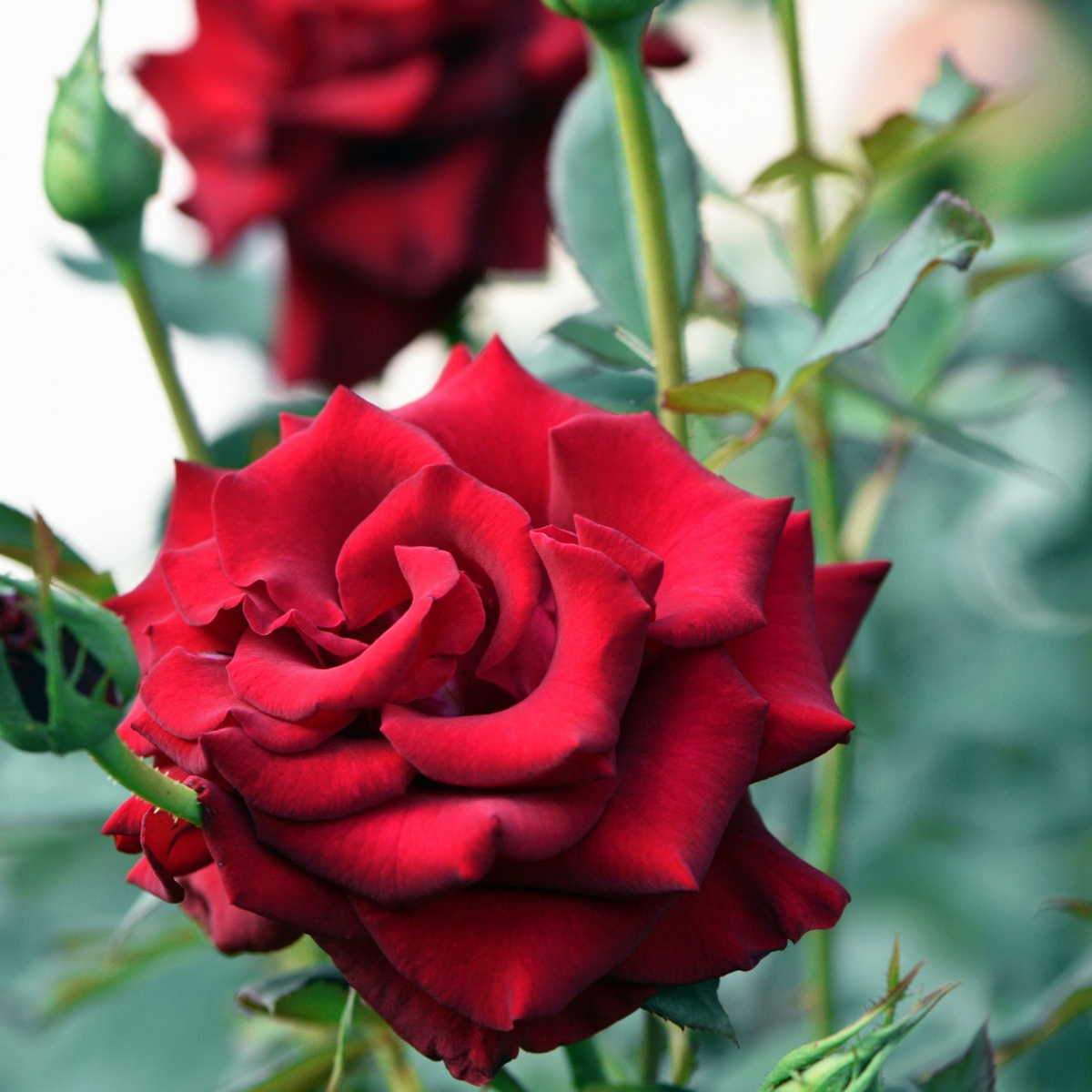 Red roses on a bush in the garden, close-up