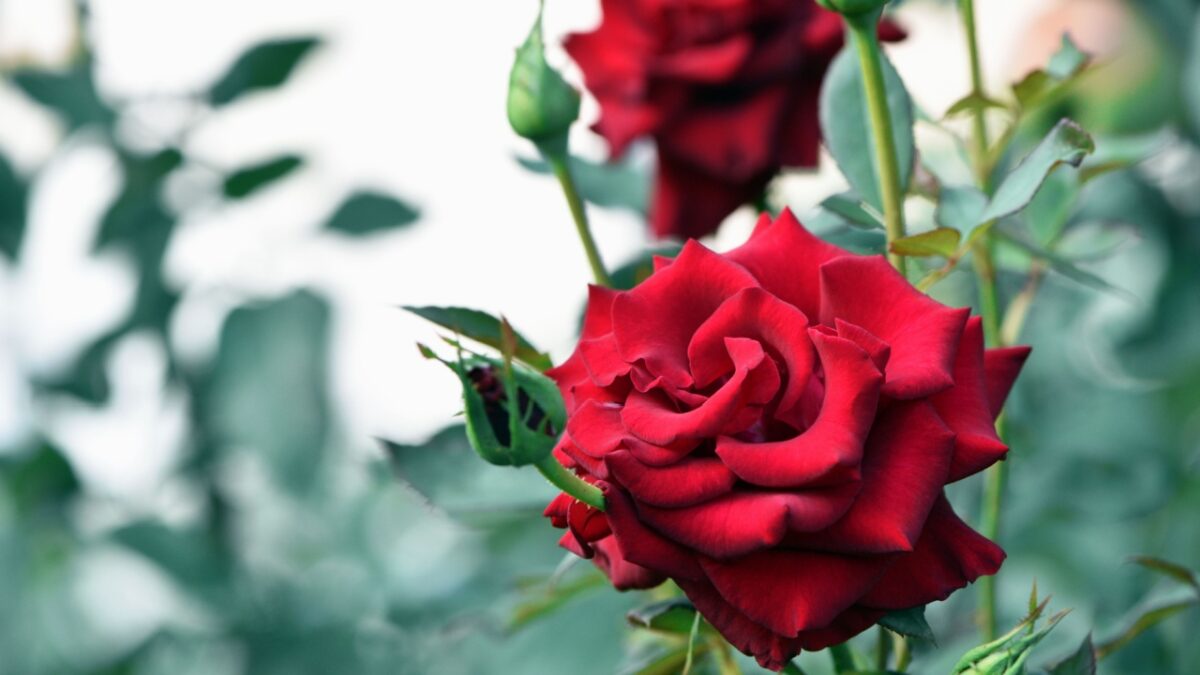 Red roses on a bush in the garden, close-up