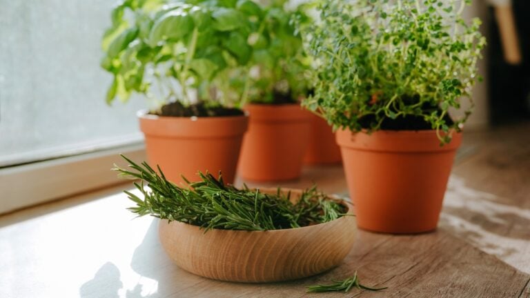 Kitchen herbs cultivated in a flower pots and rosemary in a wooden plate used in culinary on a windowsill.