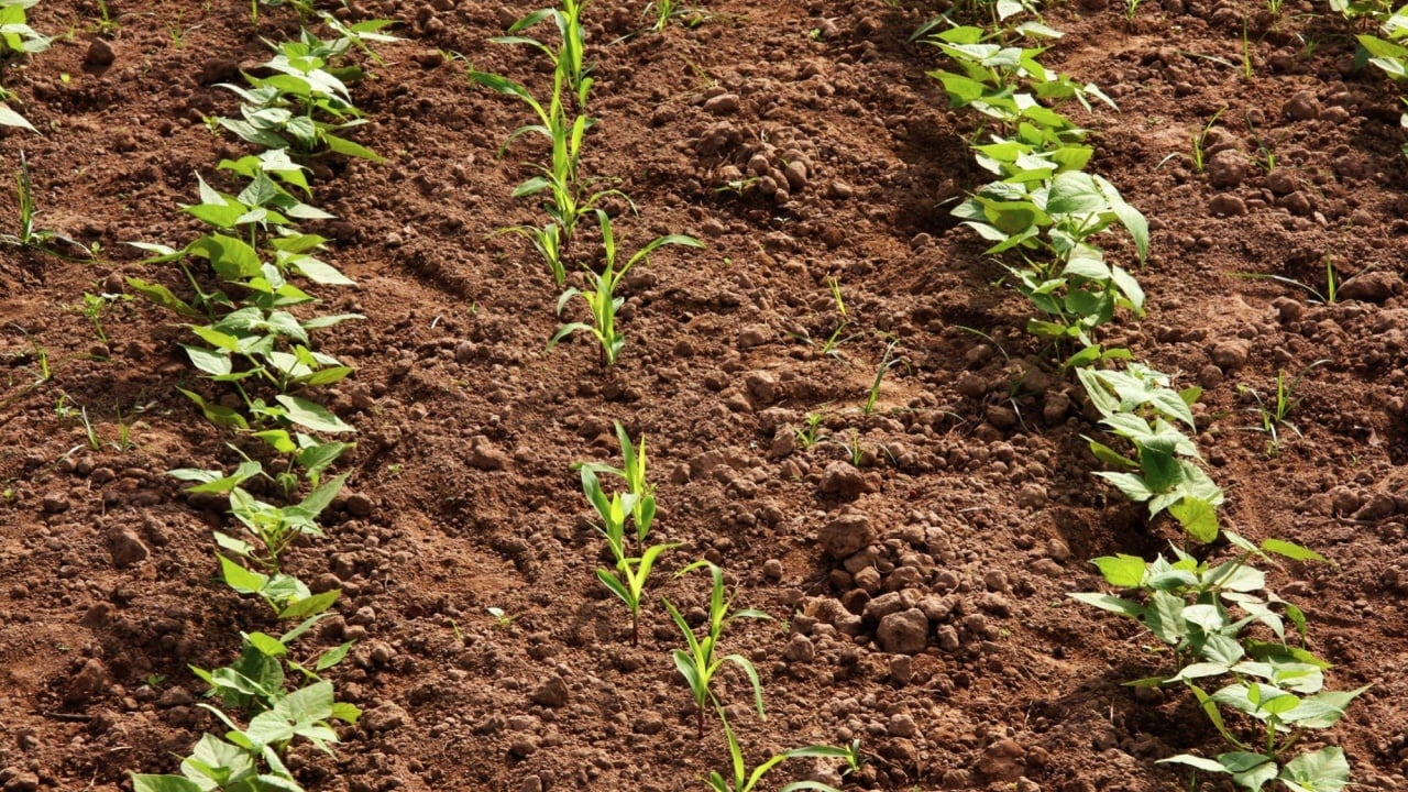 Green beans plant and Corn in garden