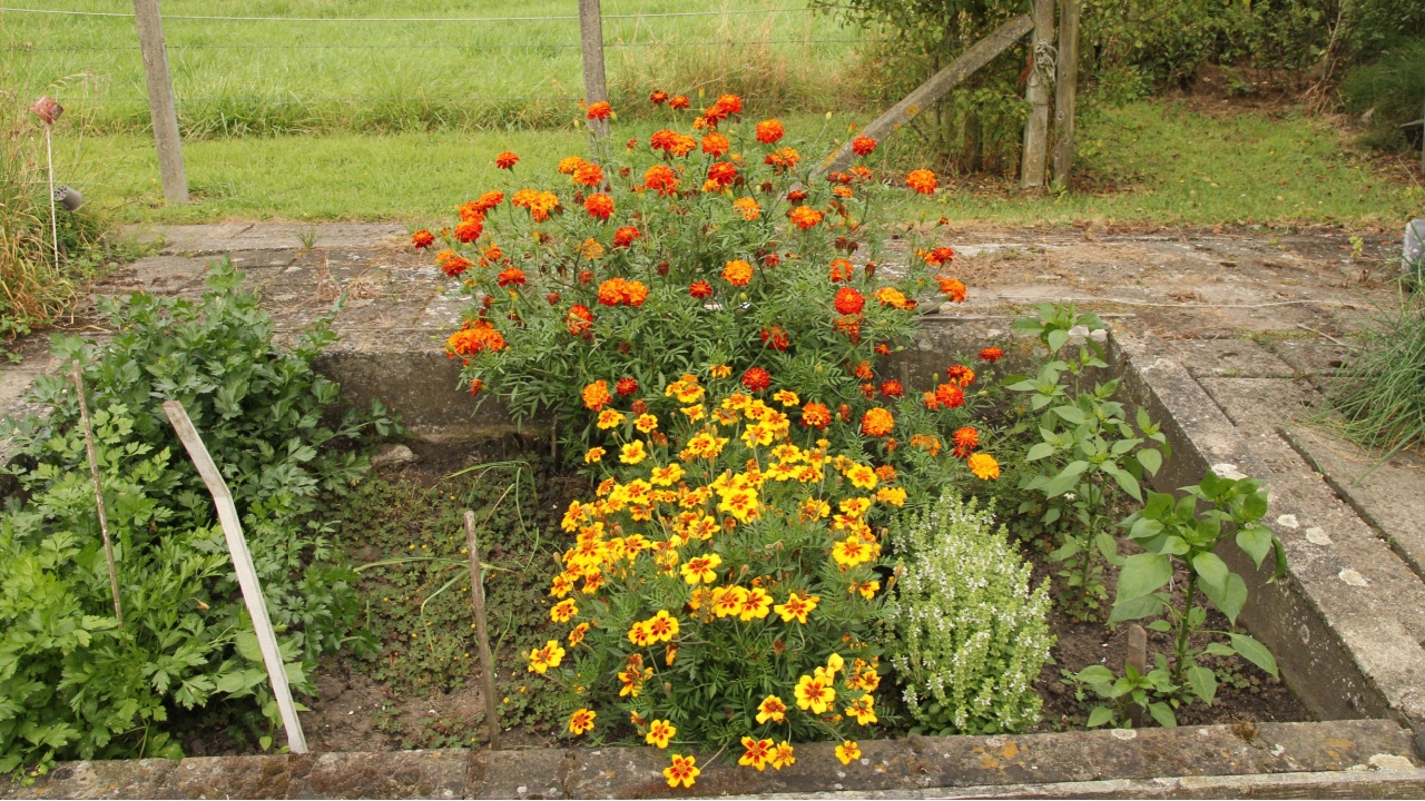 a beautiful vegetable garden with celery and parsley and basil and flowering marigold in summer