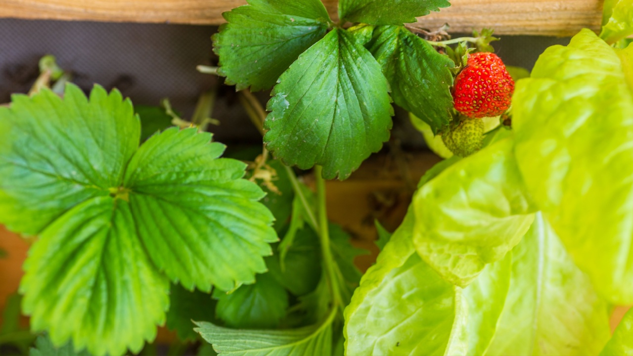 Strawberry and lettuce growing in DIY wooden vertical planter. Companion planting