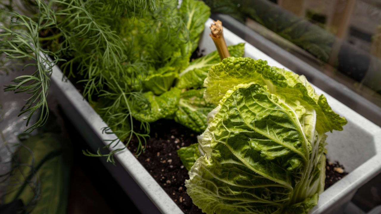  Seedlings on the windowsill in the apartment. Dill, cabbage, peas. Plants in containers. Vegetable garden on the windowsill