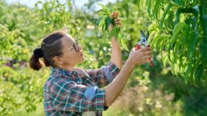 Female gardener with pruning shears pruning peach tree in the garden