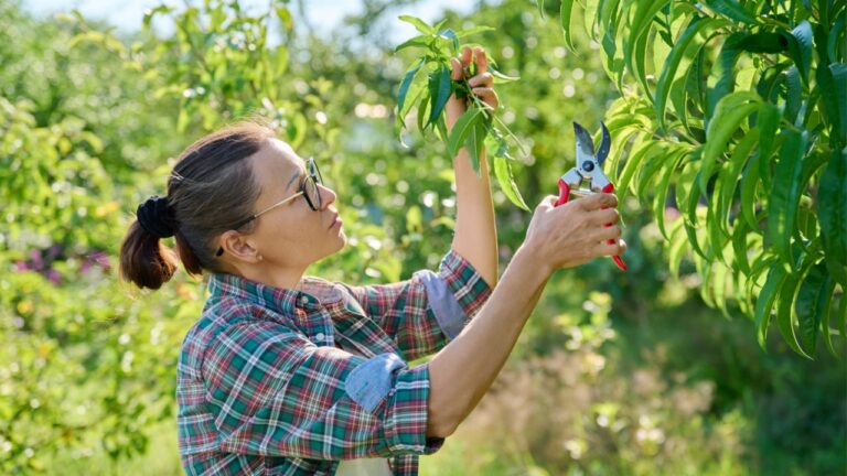 Female gardener with pruning shears pruning peach tree in the garden