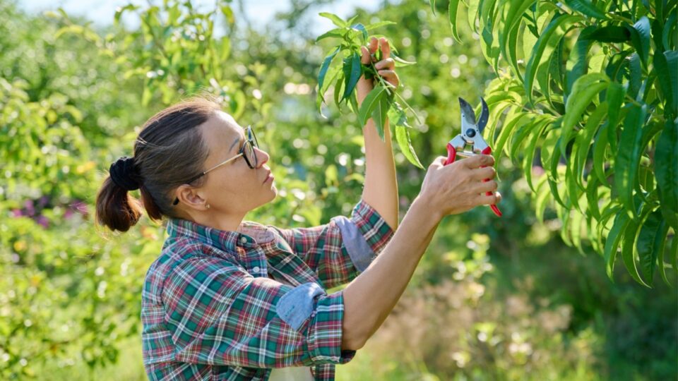 Pruning Tips Every Gardener Needs To Know