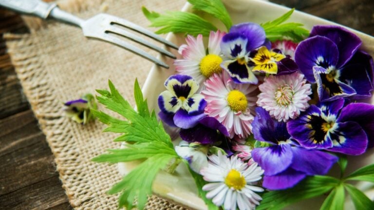 organic food, a plate full of edible flowers