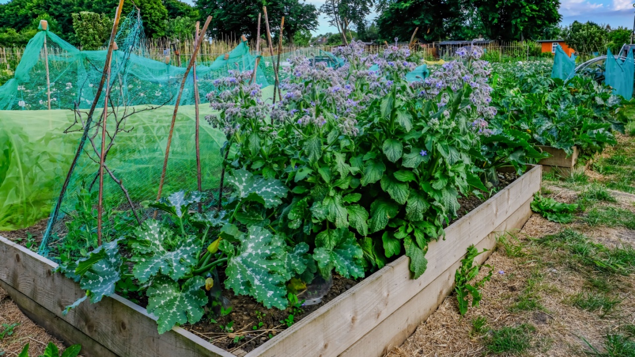 Planter box with vegetables growing in the Community garden.