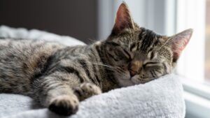 Sleeping cat on a cat tree bed near a sunny window