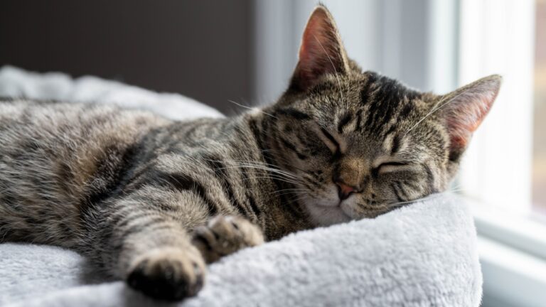 Sleeping cat on a cat tree bed near a sunny window