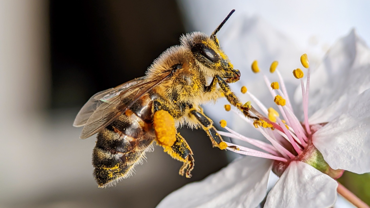 Spring, bee and flower, worker bee