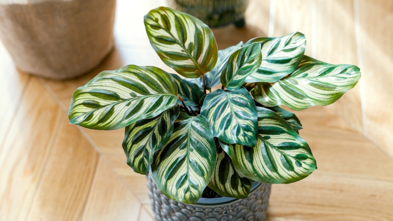 Stock Photo ID: 2221039849 Calathea makoyana (known as peacock calathea, the peacock plant, prayer plant) growing indoors