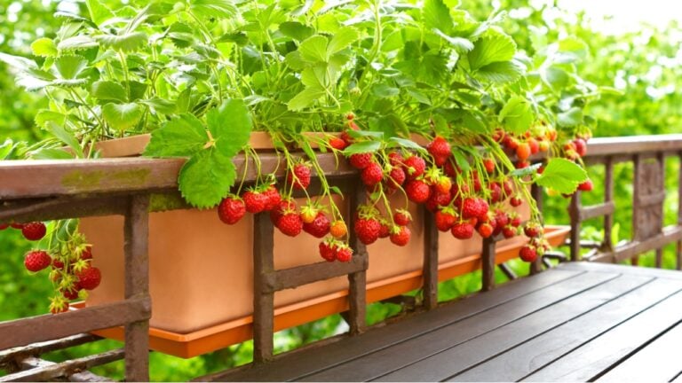 Strawberry plants with lots of ripe red strawberries in a balcony railing planter, apartment or urban gardening concept