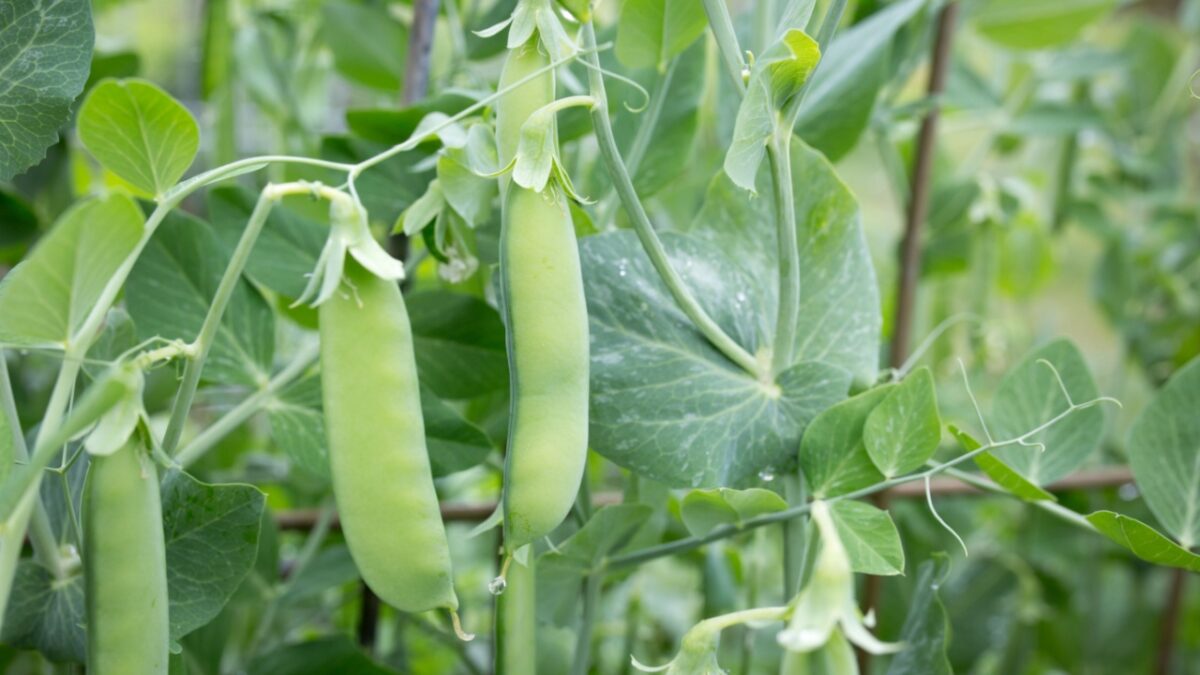 Sugar snap pea with flowers, closed up.