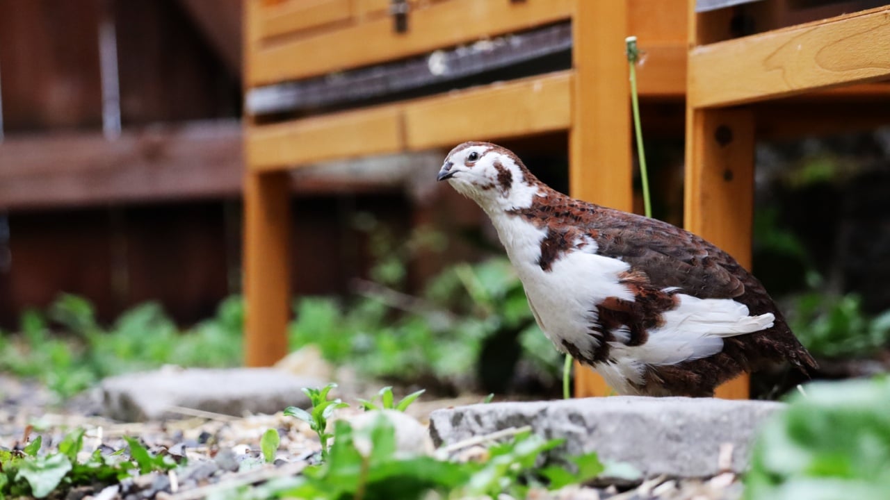 Tibetan tuxedo coturnix quail rooster standing in front of hutches in a backyard