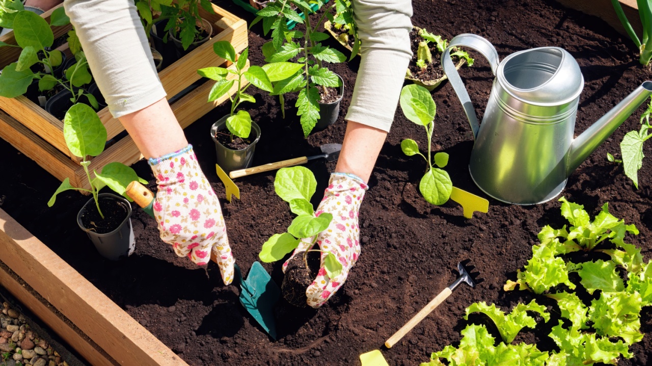 Transplanting of vegetable seedlings into black soil in the raised beds