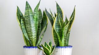 Two Dracaena trifasciata snake plants (Sansevieria trifasciata) and a small one on a wooden table at home