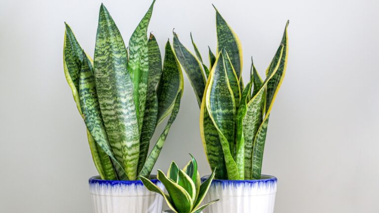 Two Dracaena trifasciata snake plants (Sansevieria trifasciata) and a small one on a wooden table at home