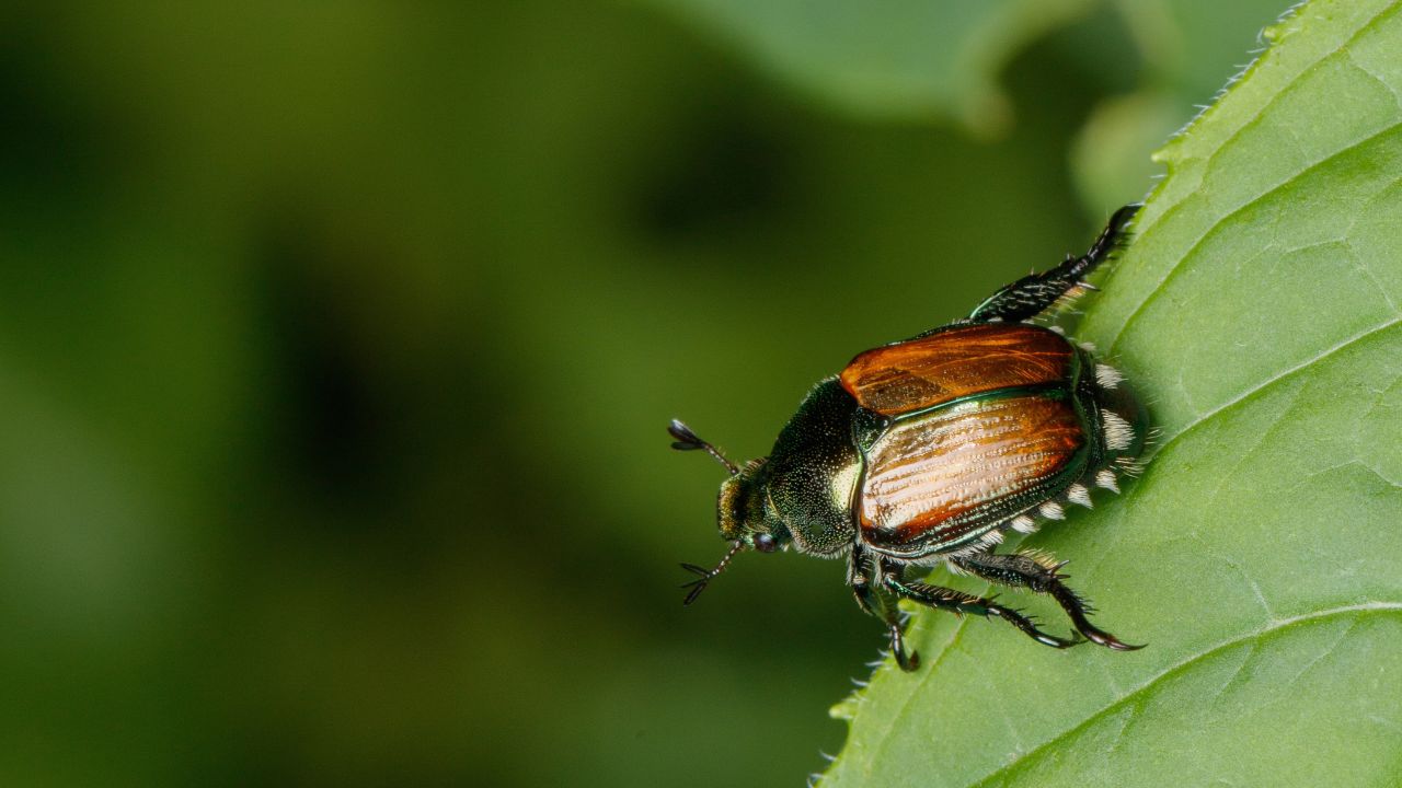 A Japanese beetle, Popillia japonica, with a shiny, metallic shell sits on a green leaf
