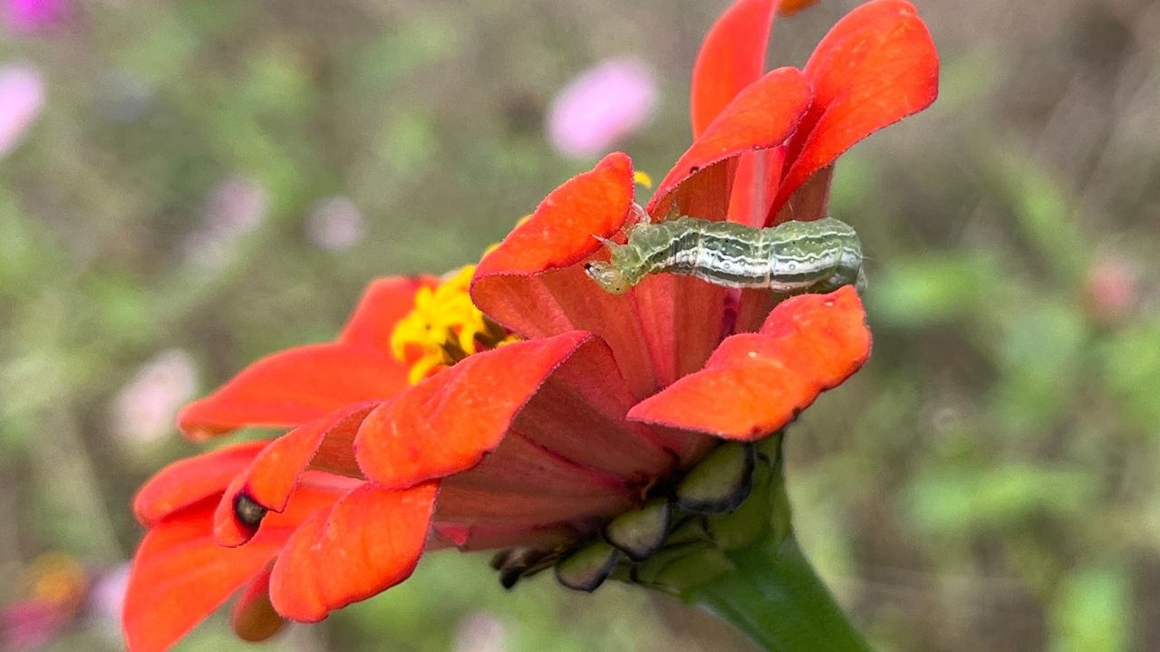 Cabbage Looper Caterpillar Trichoplusia ni