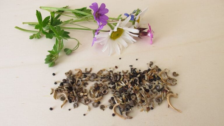 Bee friendly seed mixture and wildflowers for wild bees and other insects
