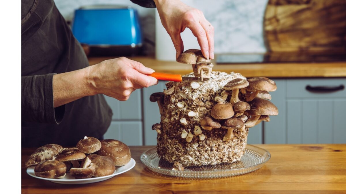 Using knife to pick cut Shiitake mushrooms, Lentinula edodes growing in home kitchen