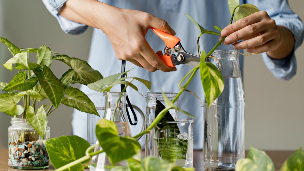 Woman cutting pathos plants for Water propagation. Water propagation for indoor plants.