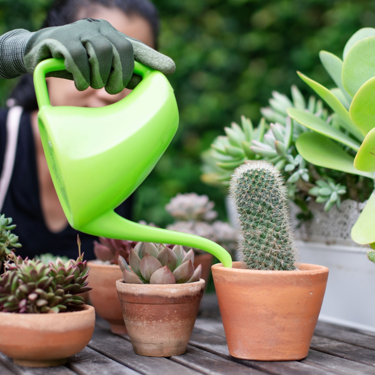 Woman gardeners hand watering cacti and succulents in clay pots on the wooden table