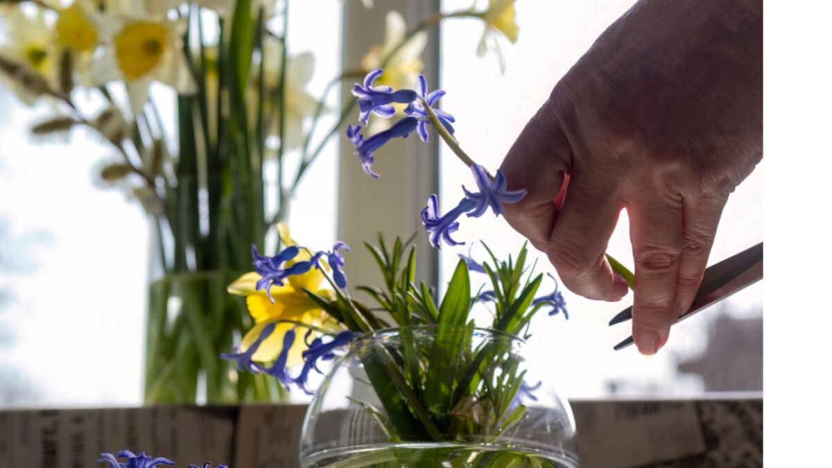 Woman's hand pruning tips of cut spring flowers with scissors before putting them in vase, close-up. Oriental hyacinths and daffodils in glass vases on windowsill. Care for cut flowers.