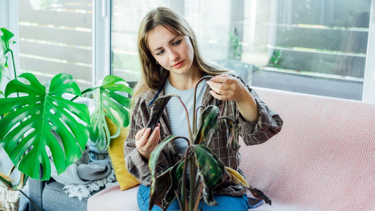Young upset, sad woman examining dried dead foliage of her home plant Calathea, dead plant