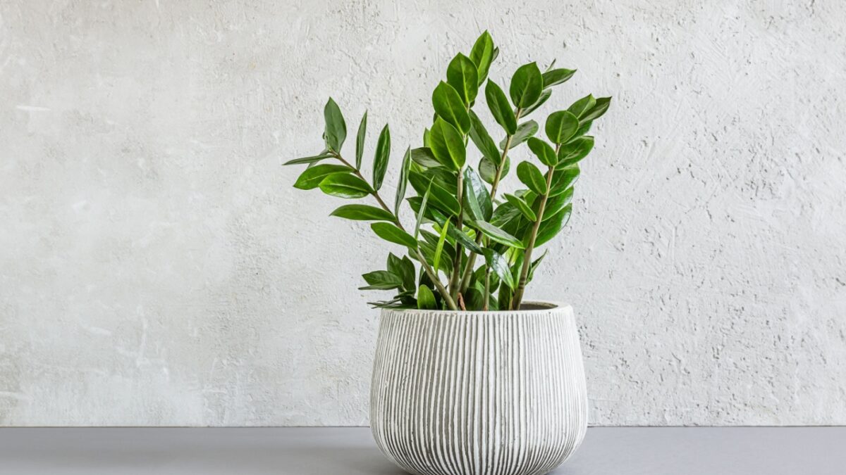 Zamioculcas, or zamiifolia zz plant in a gray ceramic pot on a light background, home gardening and minimal home decor concept