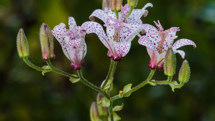 Shade-Loving Plants That Thrive Without Sunlight