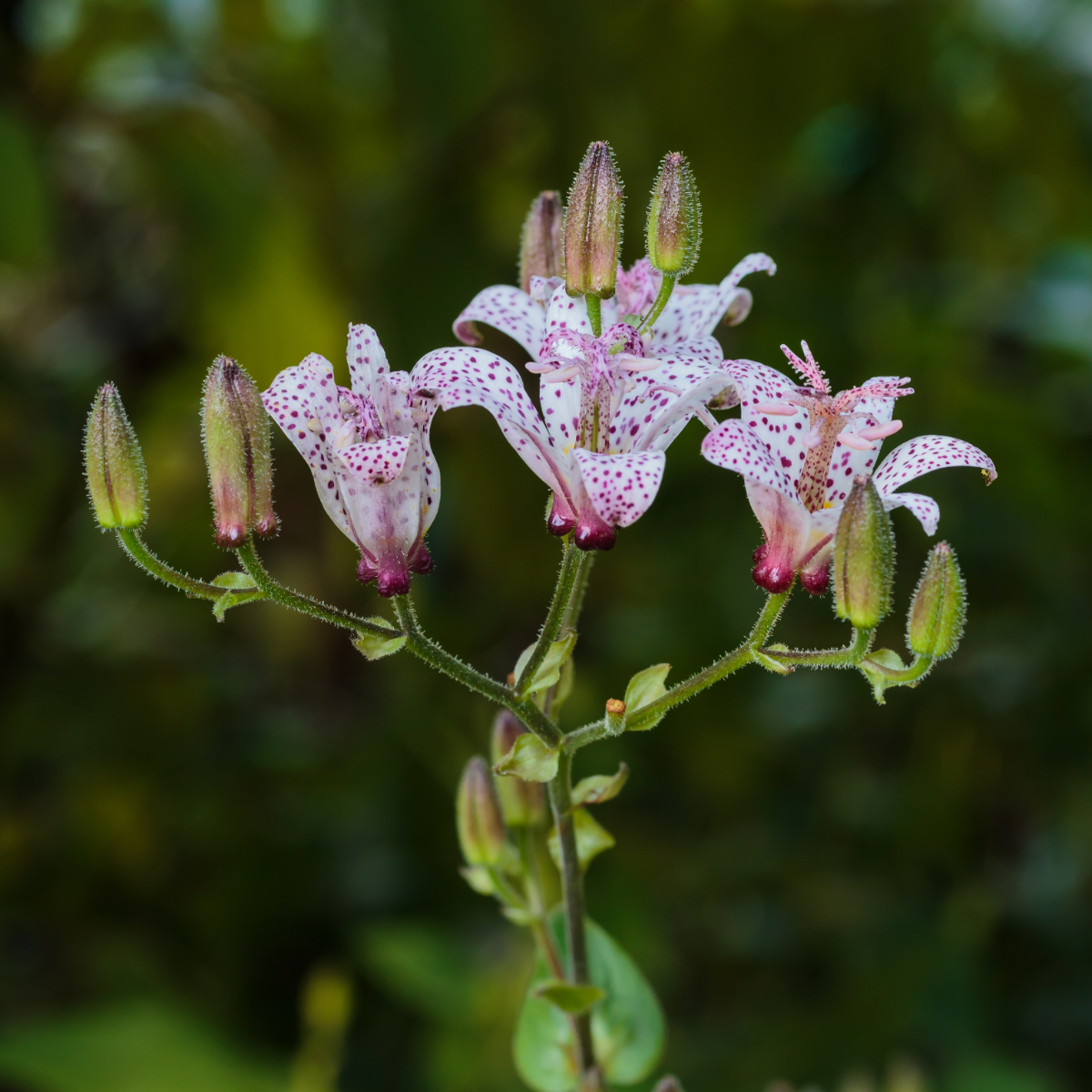 Paddenlelie Tricyrtis formosana