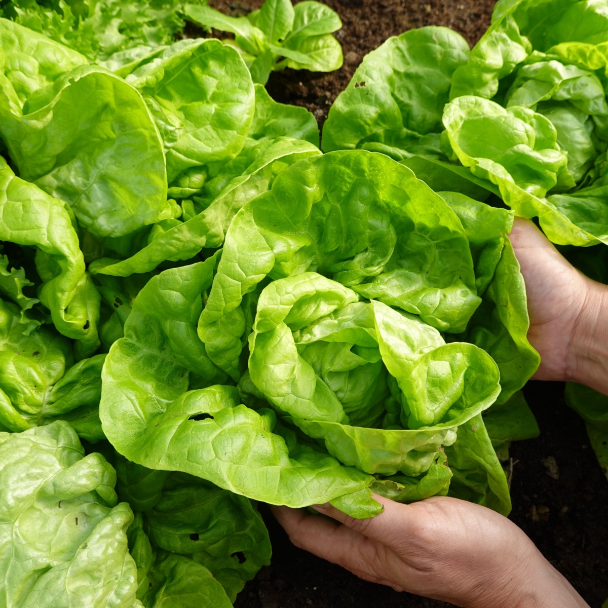 farmer picks lettuce from the vegetable garden. fresh lettuce grown in organic farming 1200