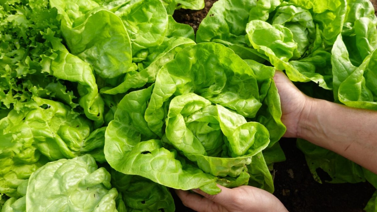 farmer picks lettuce from the vegetable garden. fresh lettuce grown in organic farming