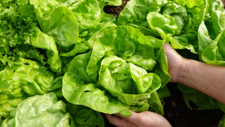 5 Easy Vegetables To Grow In Pots That Are Great For Small Spaces
