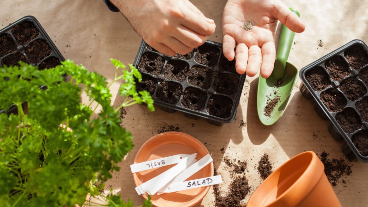 gardening, planting at home. man sowing seeds in germination box
