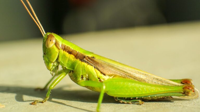 Close up photo of Green meadow grasshopper