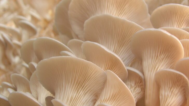 How to Grow Oyster Mushrooms in a Laundry Basket