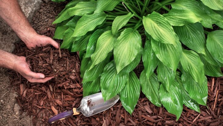 Annual vs. Perennial Flowers: Which One Is Right for You?