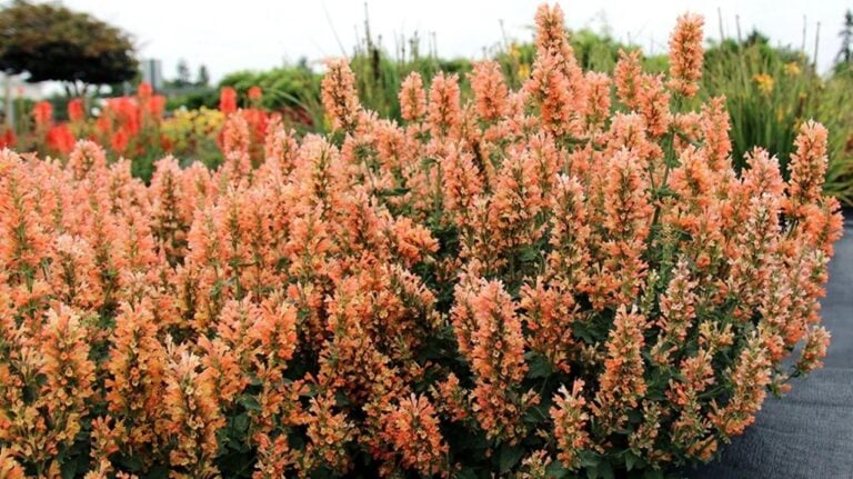 Experts Say the New Agastache ‘Peach Pearl’ is the Perfect Companion for These Plants