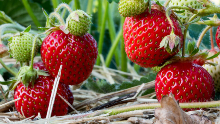 strawberries on a vine