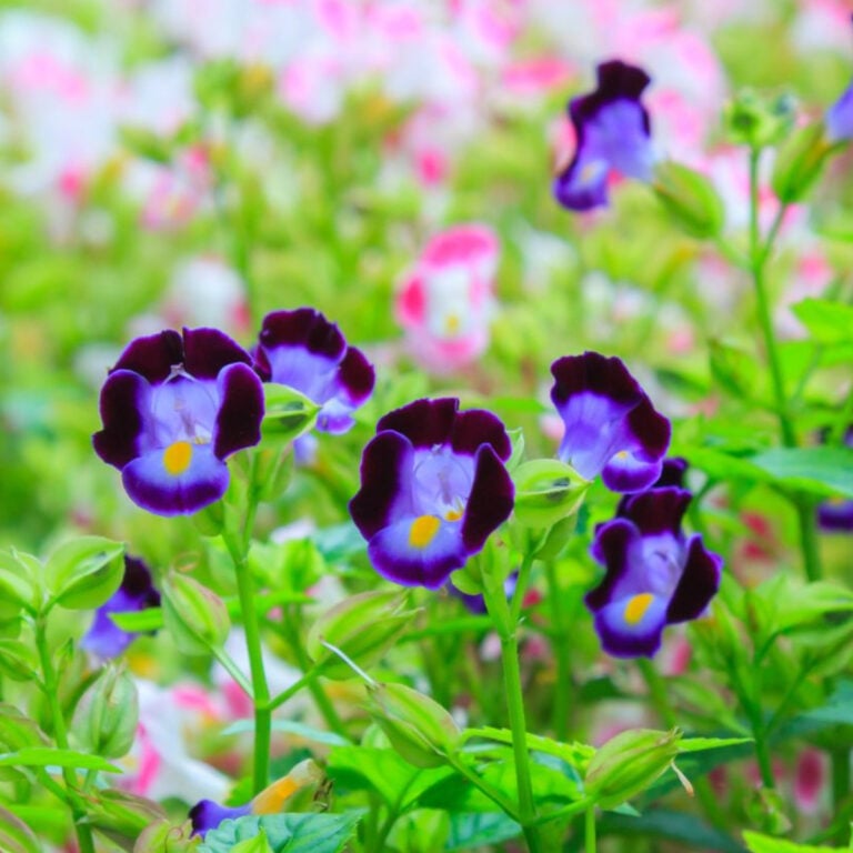 11 Shade Loving Plants You’ll Love