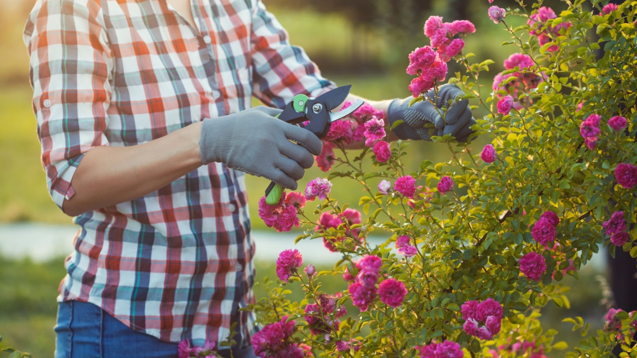 woman gardening and pruning rose bush with garden shears