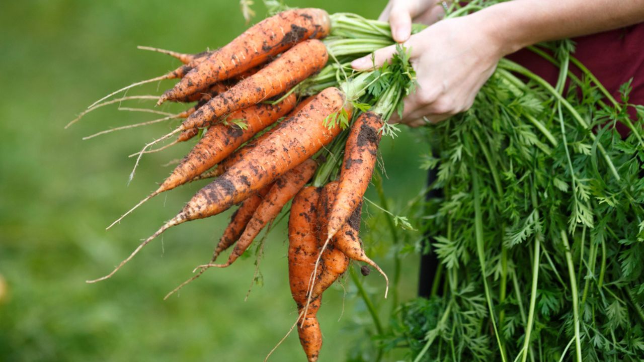 hands holding dirty carrots