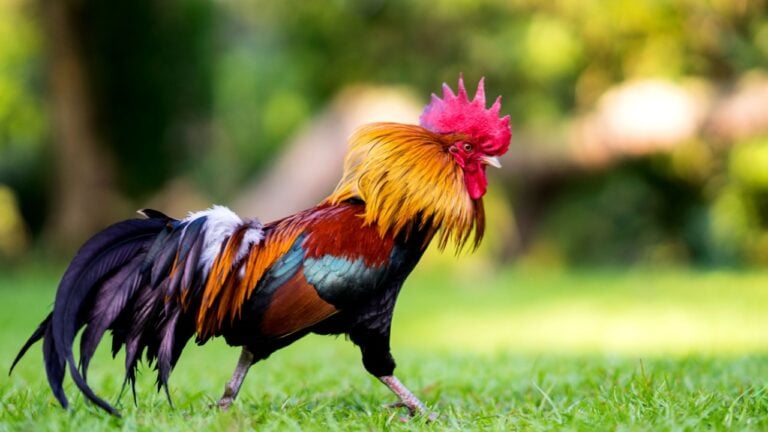 Beautiful Rooster standing on the grass in blurred nature green background