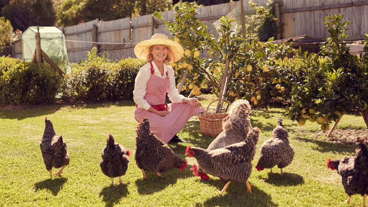 Portrait of a smiling senior woman farmer crouching down to feed her group of free range chickens, on a sunny morning in her backyard