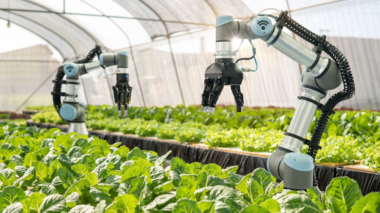 Smart farming agricultural technology Robotic arm harvesting hydroponic lettuce in a greenhouse