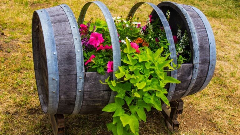 Wine Barrel Used As Planter Box